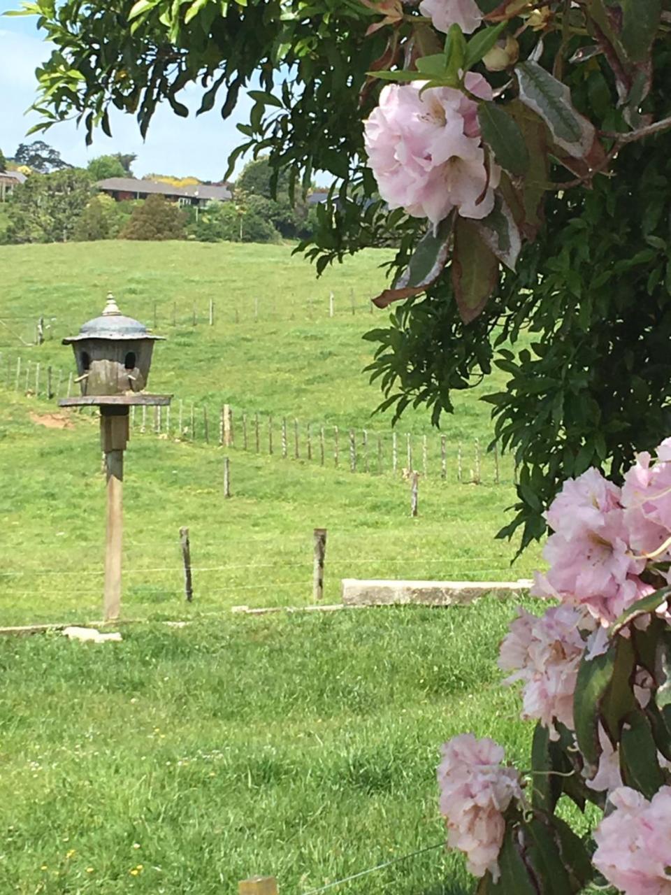 Pukeko Lodge Bnb New Plymouth Exterior foto